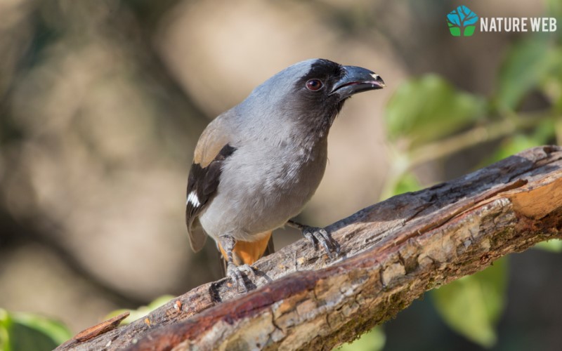 Grey Treepie